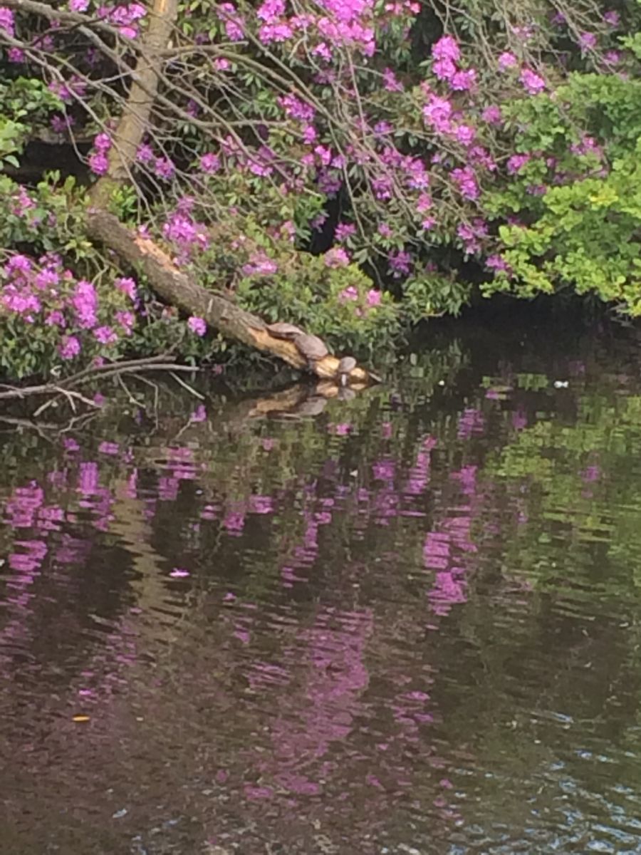 Turtles Sunbathing Rugeley Pond3