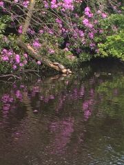 Turtles Sunbathing Rugeley Pond4
