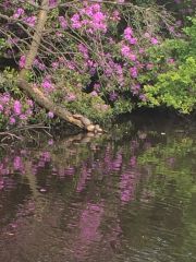 Turtles Sunbathing Rugeley Pond