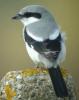great-grey-shrike.jpg